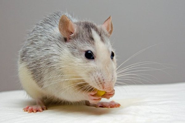 Dites adieu aux souris avec ces produits efficaces !