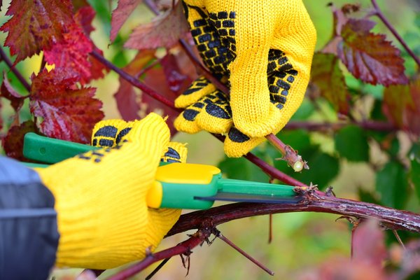 Élagage.com : tout sur l'entretien et la taille des arbres